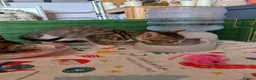 Domestic Shorthair cats for sale: Last 2 Tabby Kittens  - Advert 6