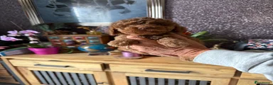 Cockapoo 3