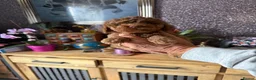 Cockapoo dogs for sale: F1B Cockapoo Puppies - Advert 14