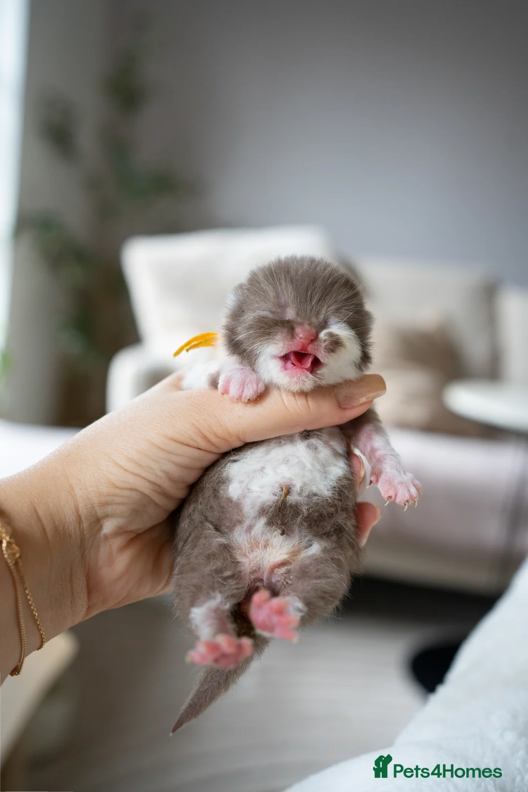 British Shorthair cats for sale: ✨Chocolate Delights ✨ - Advert 4