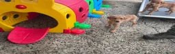 Labrador Retriever dogs for sale: Labrador puppies KC Fully health tested parents  - Advert 8