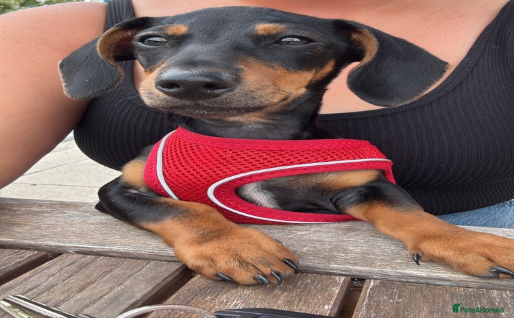 Miniature Dachshund dogs - Advert 1