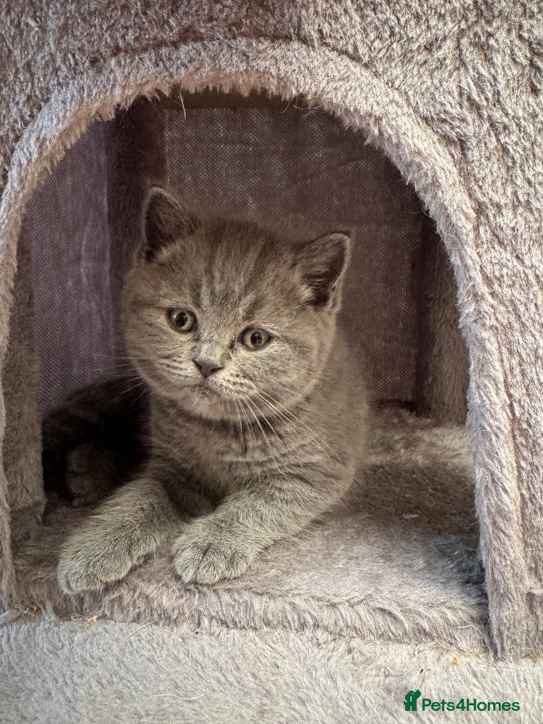 Brazilian Shorthair cats for sale: British Shorthair Kittens - Image 5