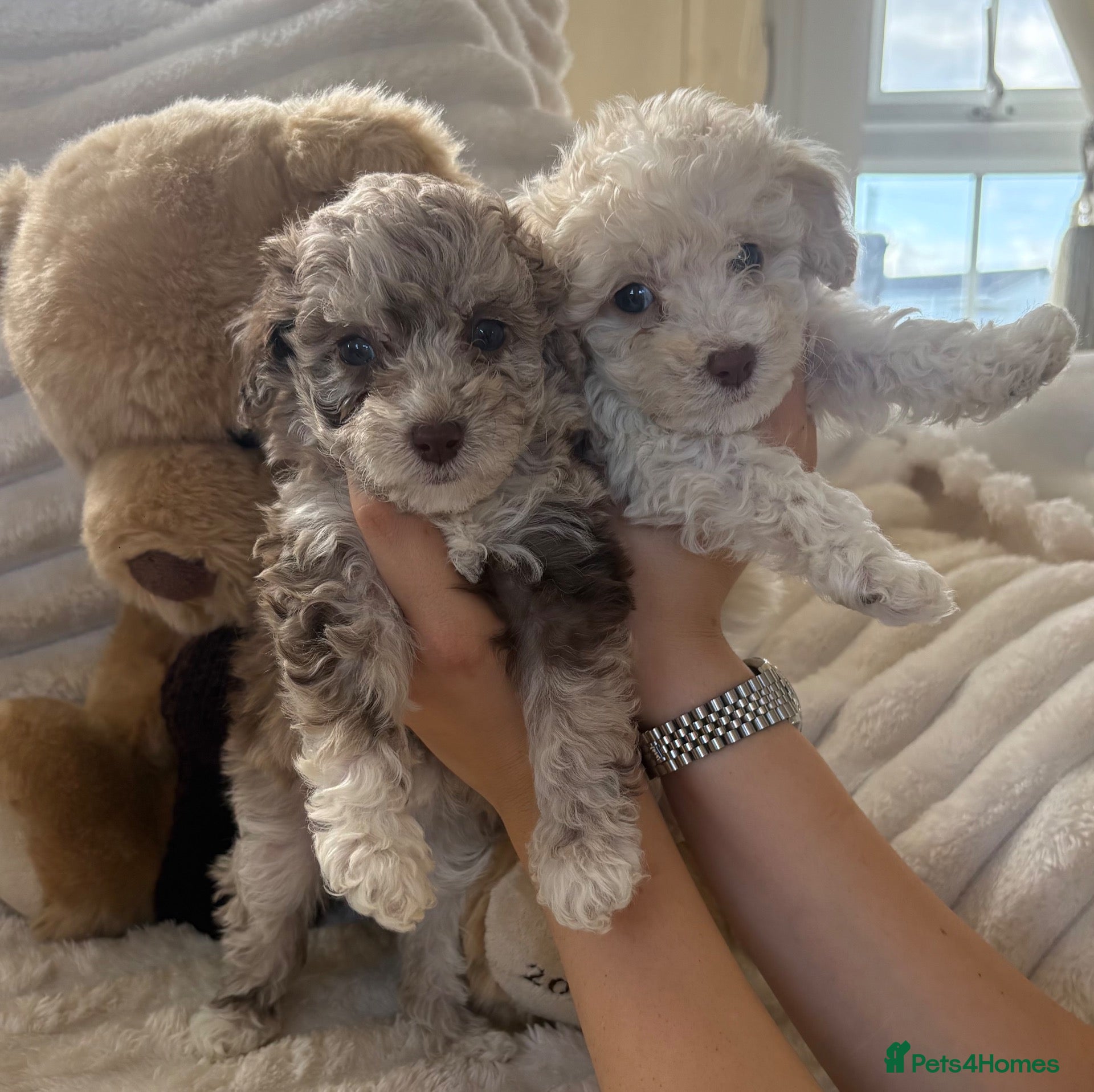 Mixed Breed dogs Merle Cockapoo miniature f1b puppies  - Advert 1