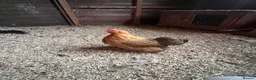Chickens poultry for sale: Pekin bantams  - Advert 13