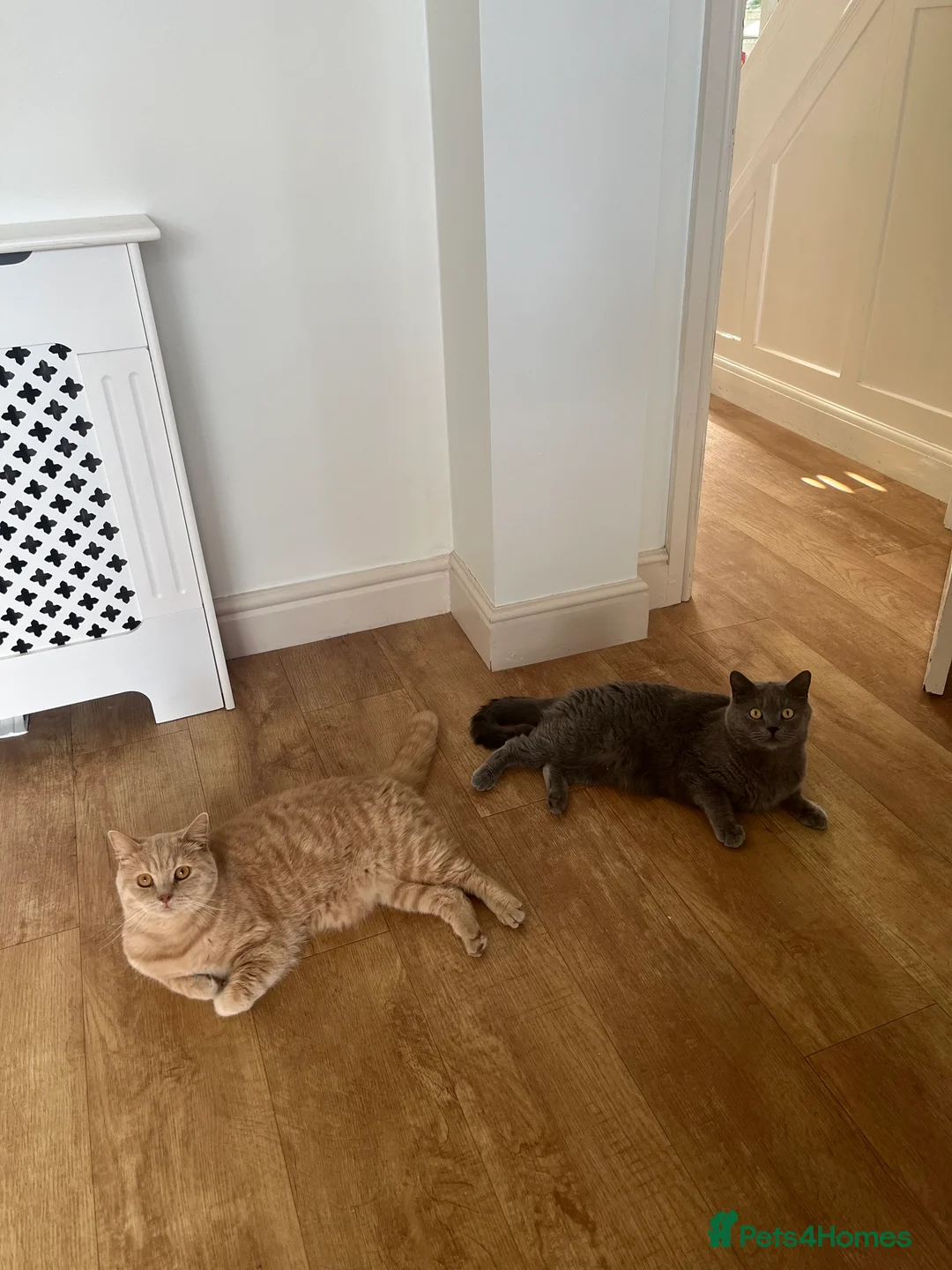 British Shorthair cats for sale: 2 British Short Hair Cats for sale  - Advert 1
