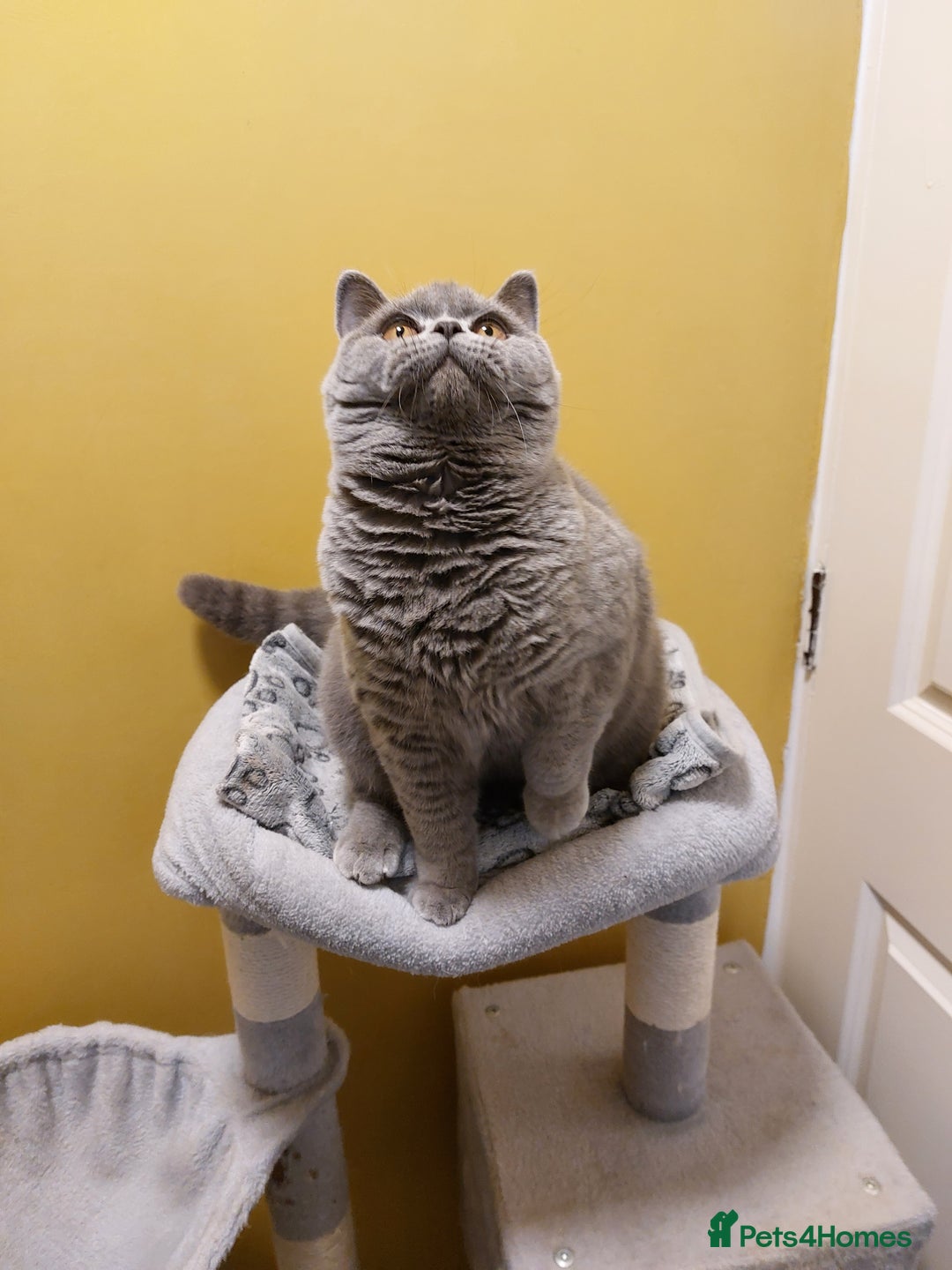 British Shorthair cats for sale: ‼️PRESTIGIOUS‼️🏆CH SIRED FEMAL - Advert 29