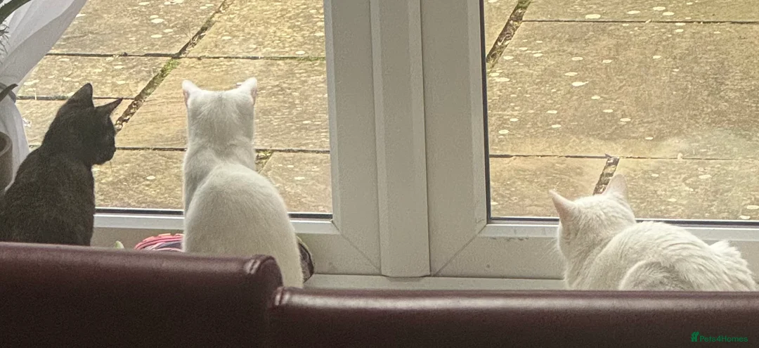 Mixed Breed cats for sale: Cute & Playful Kittens for Sale in Chigwell - Advert 7