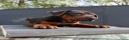 Chinese Red Dog dogs for sale: 2 CHINESE RED DOG GIRLS LEFT 🇨🇳 🐶 ( AVAILABLE ) - Advert 18