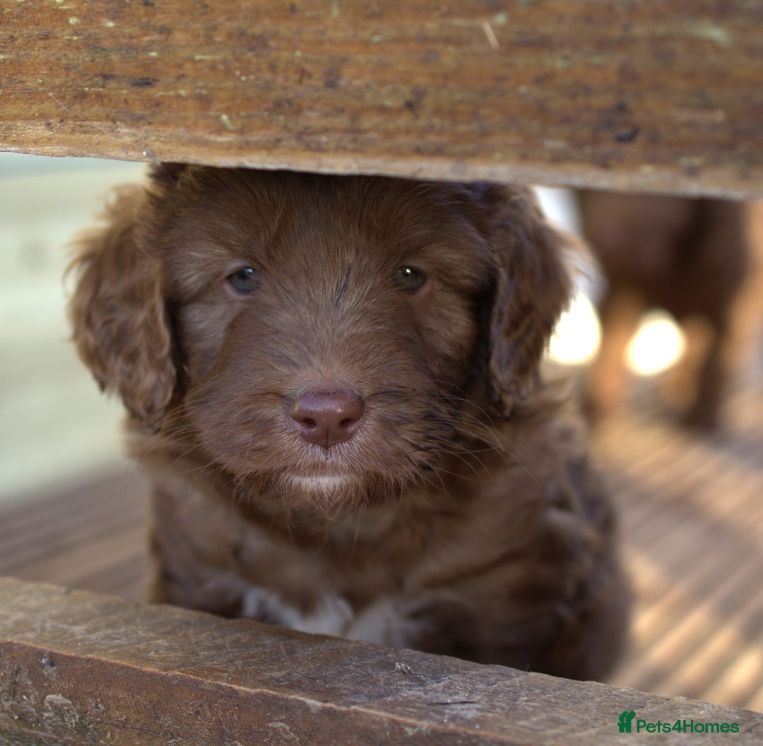 Labradoodle dogs for sale: 🐾🌈 Bred for Potential, Raised for Resilience🐾🌈 - Advert 14