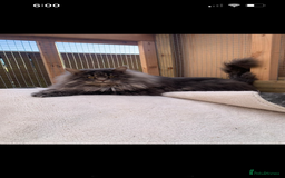 Maine Coon cats for sale: TICA Registered Maine Coon Kittens Blue/Silver - Image 17