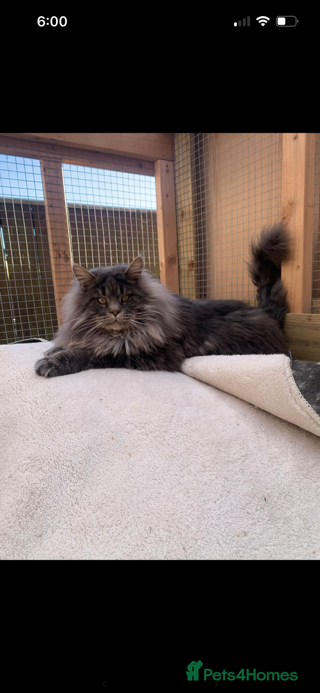 Maine Coon cats for sale: TICA Registered Maine Coon Kittens Blue/Silver - Image 17