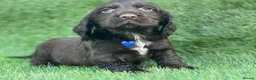Cocker Spaniel dogs for sale: Beautiful Cocker Spaniel Puppies - Advert 11