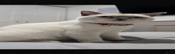 British Shorthair cats for sale: Beautiful British short hair - Advert 9