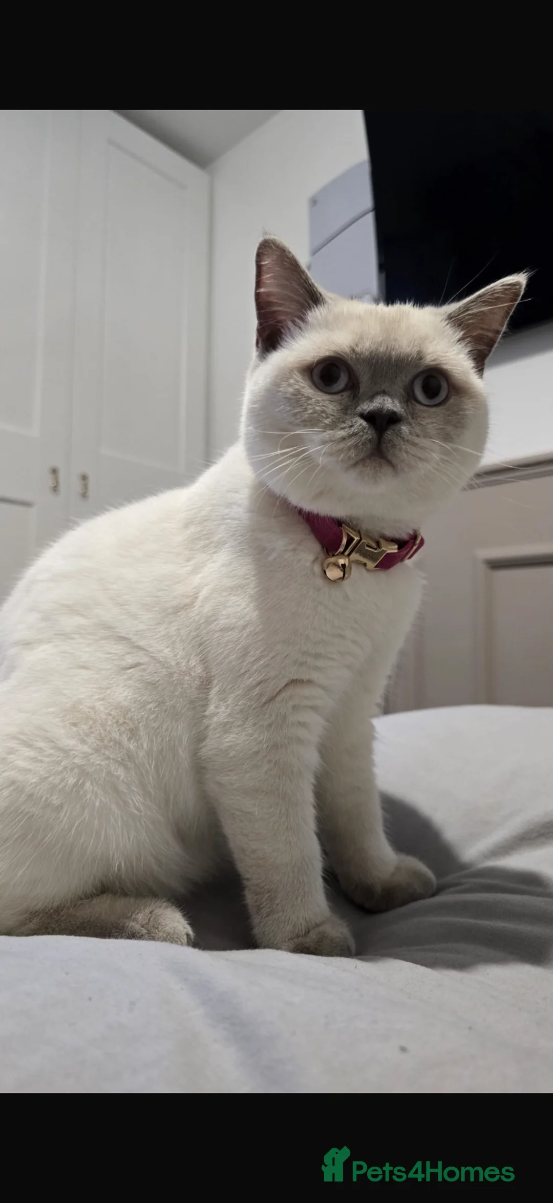 British Shorthair cats for sale: Beautiful British short hair - Advert 9
