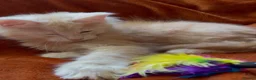 Maine Coon cats for sale: Bear Paw (🐾🐻 polydactyl) Maine Coon kittens TICA - Advert 8