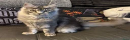 Maine Coon cats for sale: Reduced TICA Xl Maine coon Kitten active possible  - Advert 14