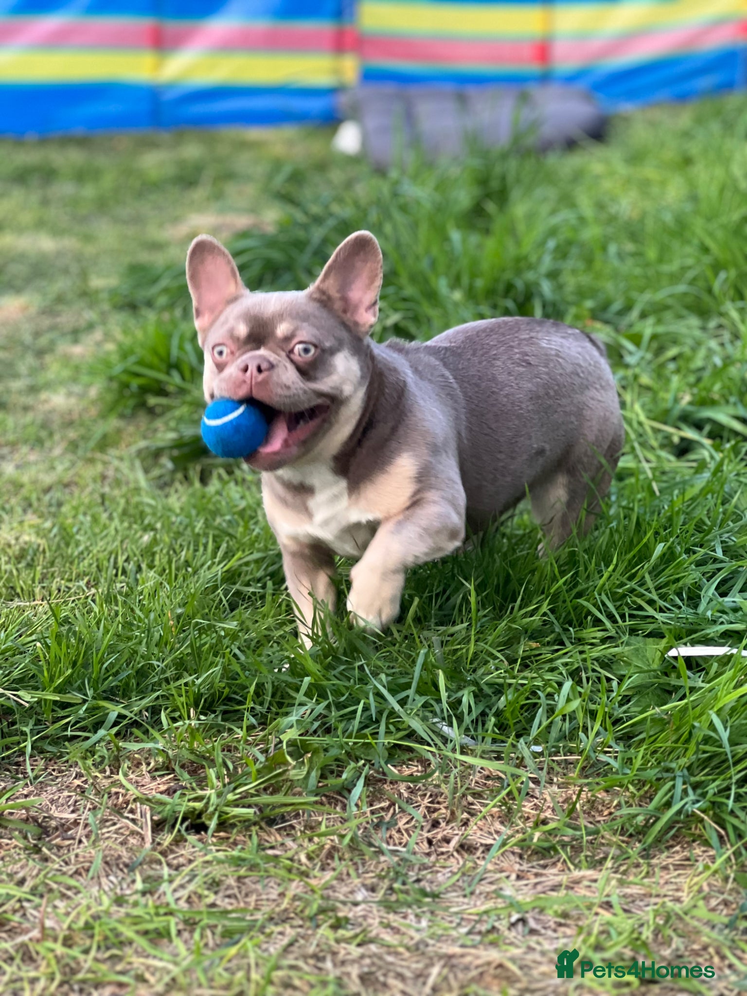 French Bulldog dogs French bulldog puppies  - Advert 2