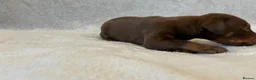 Dobermann dogs for sale: European American mix - Advert 16