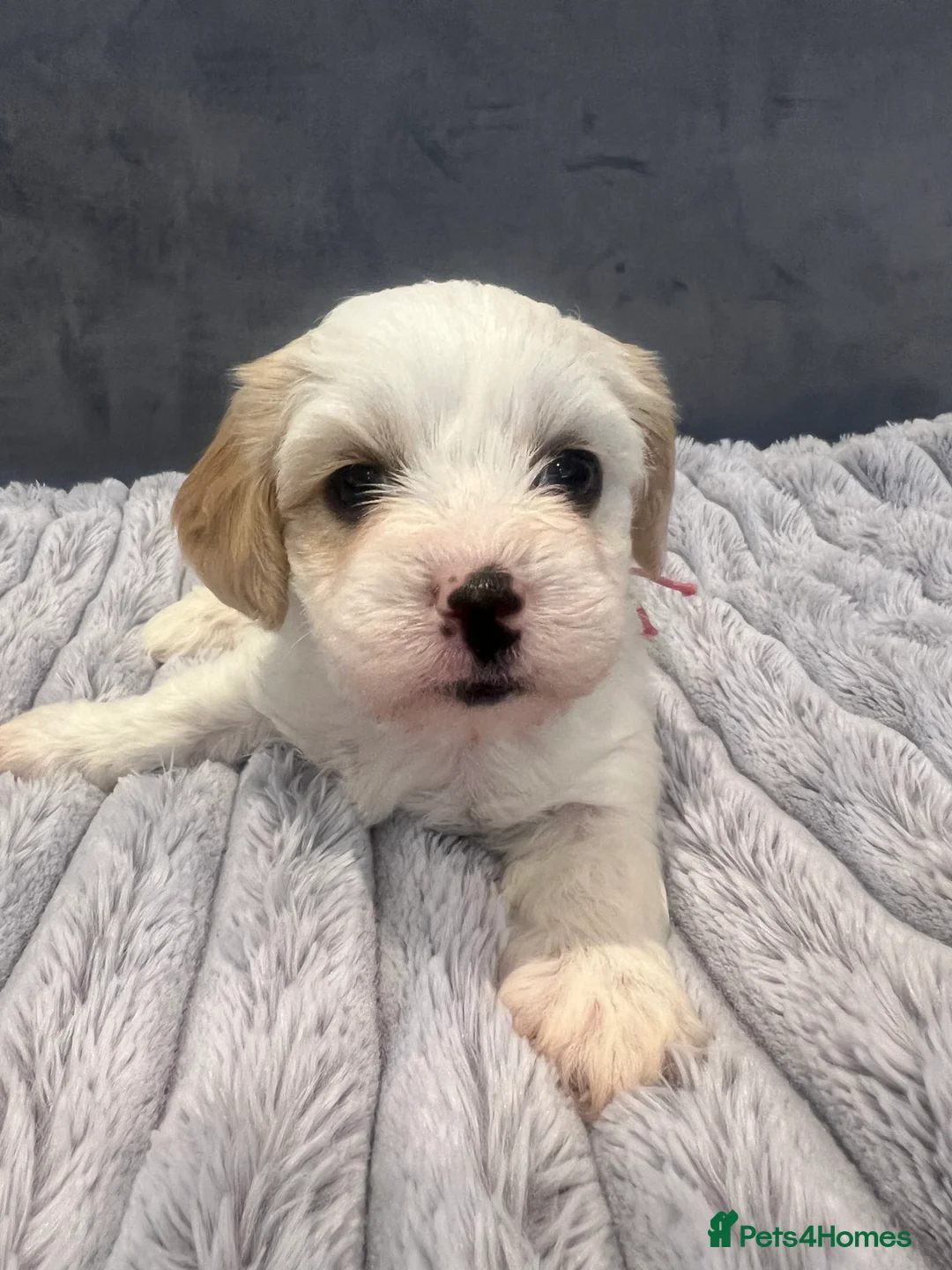 Cavachon dogs for sale: 🐶 Adorable Cavachon Puppies for Sale! 🐾 - Advert 21