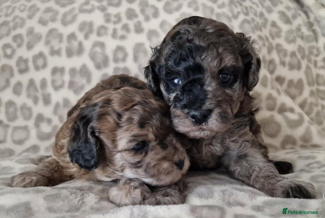 Mixed Breed dogs for sale: Health tested 3/4 Merle Toy Poodles  - Advert 3