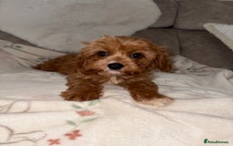 Cavapoo dogs for sale: 5⭐️ Toy Cavapoo Puppy’s  - Image 1