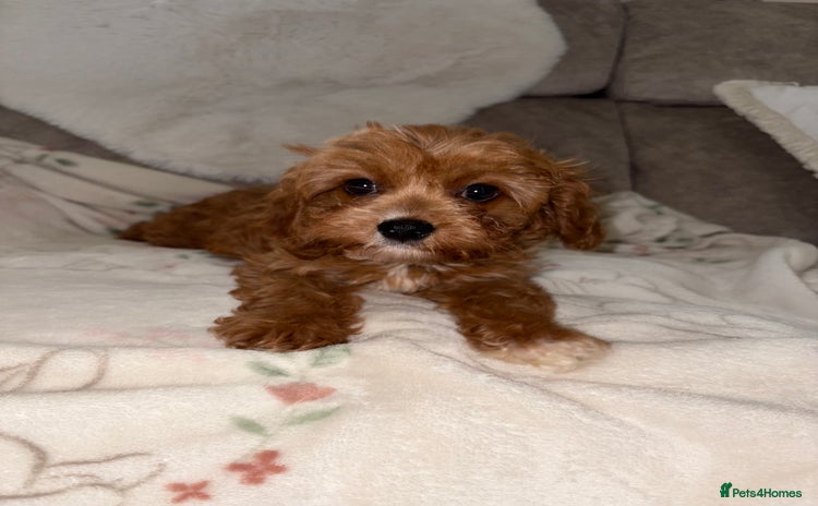 Cavapoo dogs - Advert 2