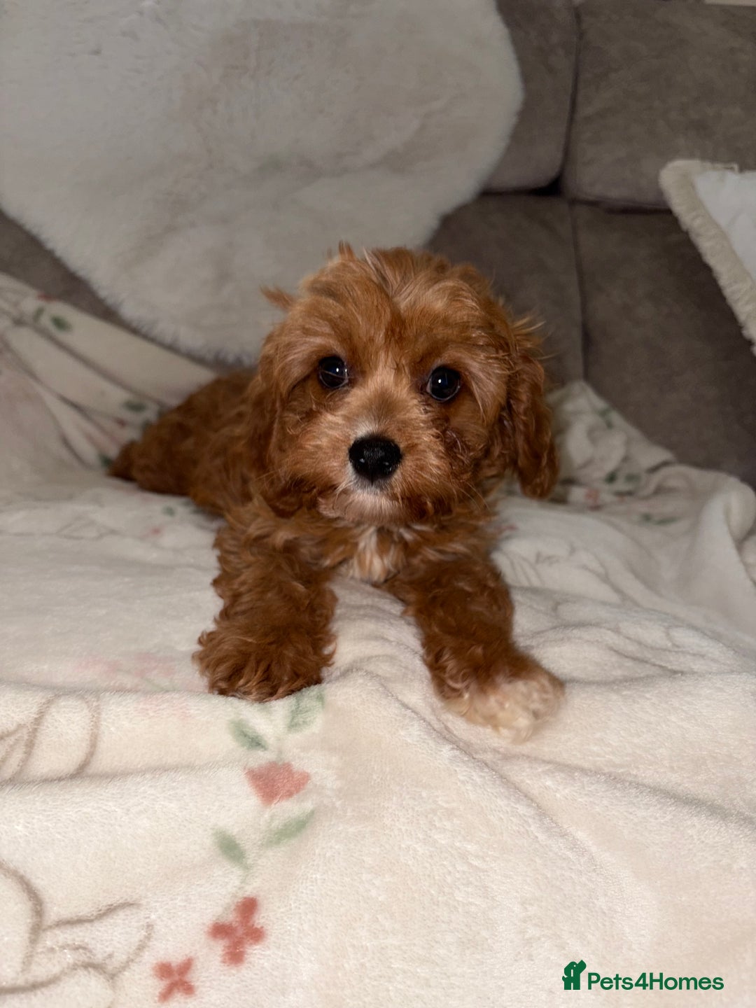 Cavapoo dogs for sale: 5⭐️ Toy Cavapoo Puppy’s  - Image 1