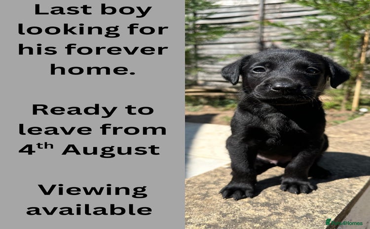 Labrador Retriever dogs - Advert 13