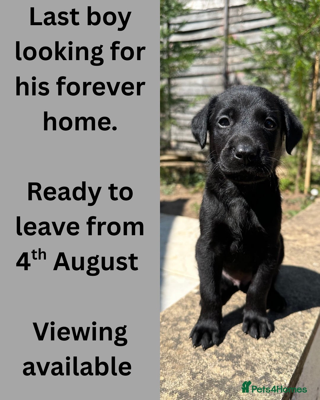 Labrador Retriever dogs for sale: Ftch sired Labrador puppies  - Image 1
