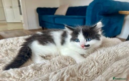 Mixed Breed cats for sale: Ragdoll x Maincoon x Manx - Image 5