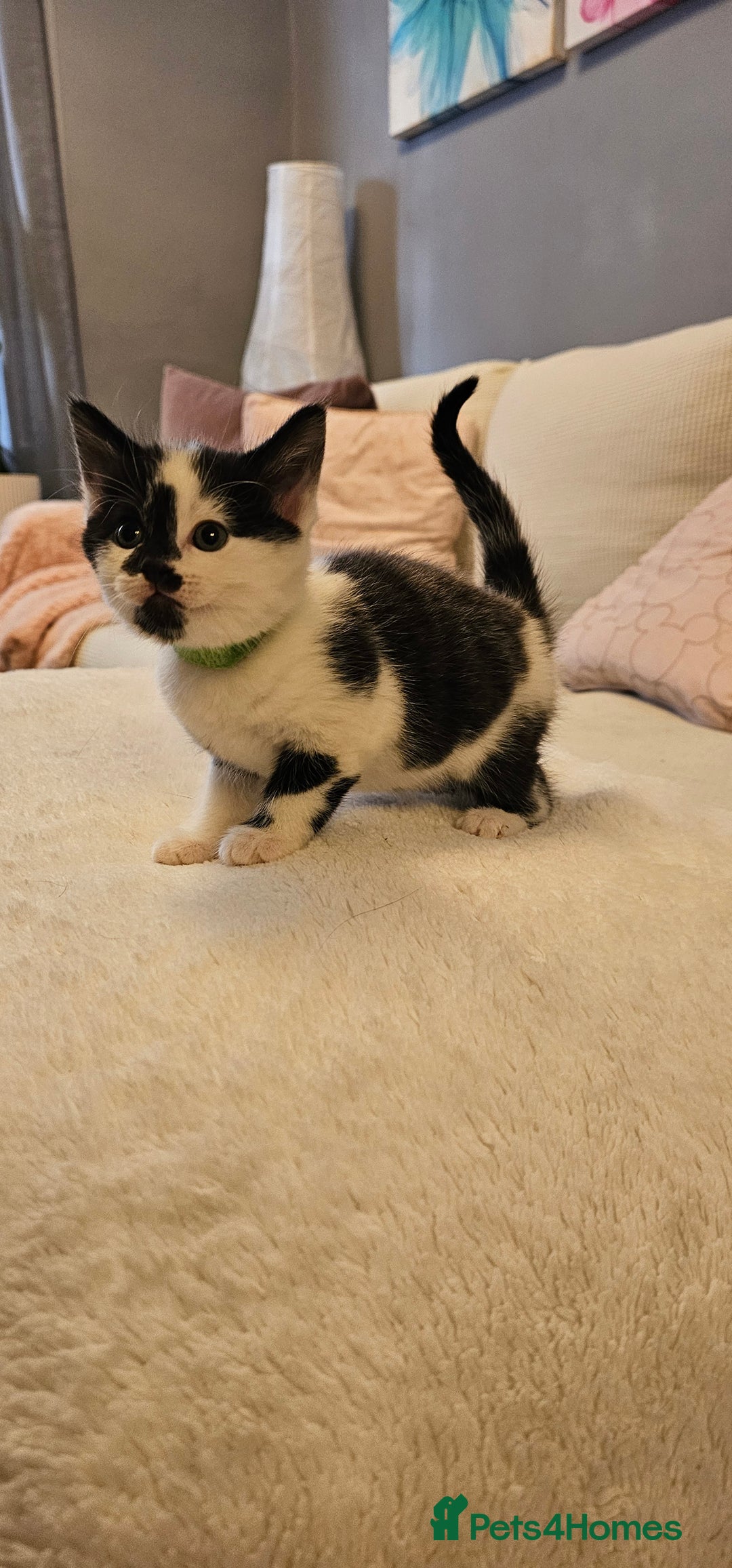 Domestic Shorthair cats for sale: 4 Adorable boys Looking for a Loving Home - Image 14