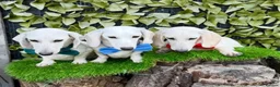 Miniature Dachshund dogs for sale: Pure White GHOST dachshunds - Advert 15