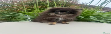Pomeranian 3