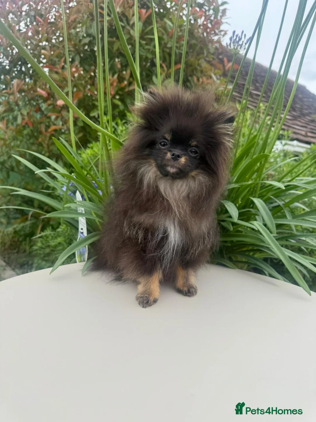Pomeranian dogs for sale: Pomeranian  in Dudley - Advert 2