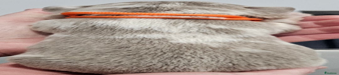 French Bulldog Puppy 4 - orange collar