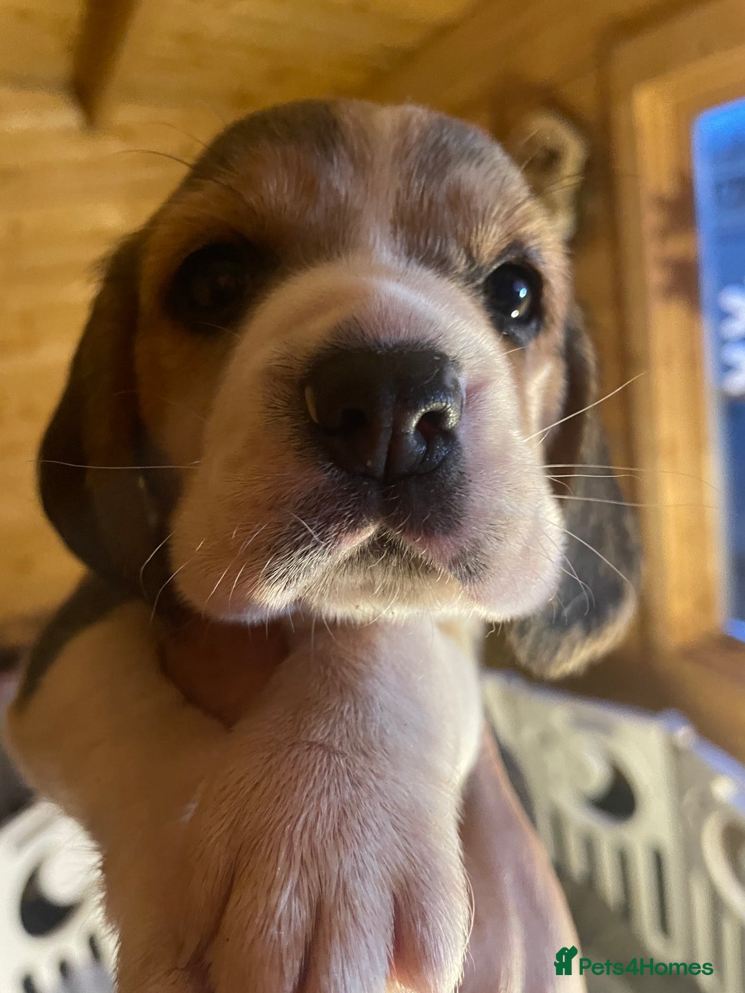 Beagle dogs for sale: 2tri girls kc reg ready after  **   - Advert 4