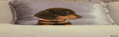 Miniature Dachshund 6