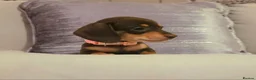 Miniature Dachshund dogs for sale:  Miniature dachshund puppies for sale in Plymouth - Advert 3
