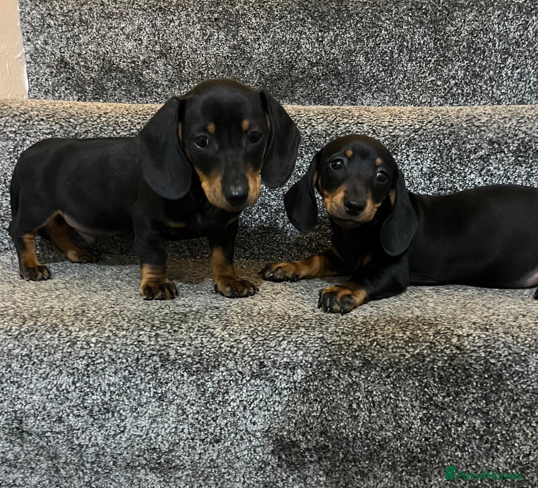 Miniature Dachshund dogs for sale: Miniature dachshund puppies  - Advert 3