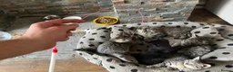 Persian cats for sale: Beautiful Persian X kittens for sale - Advert 15