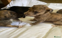 Mixed Breed dogs for sale: Deerhound greyhound collie puppies  - Image 9