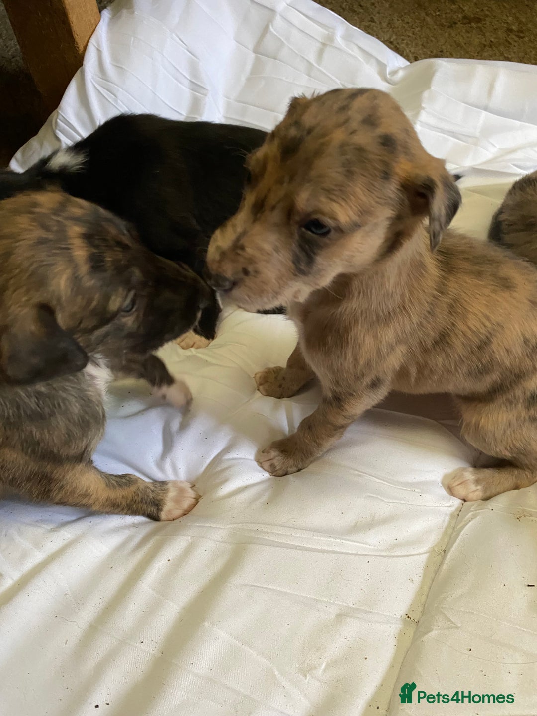 Mixed Breed dogs for sale: Deerhound greyhound collie puppies  - Image 9