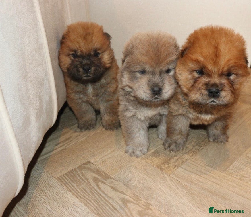 Chow Chow dogs 🧸 beautiful KC REGISTERED chow chow puppies 🧸 - Advert 3
