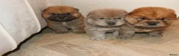 Chow Chow dogs for sale: 🧸 beautiful KC REGISTERED chow chow puppies 🧸 - Advert 1