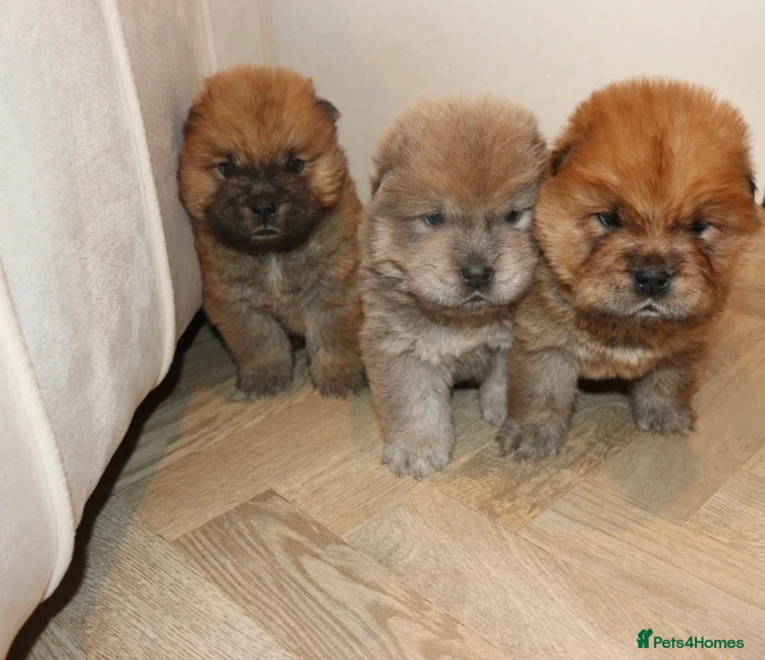 Chow Chow dogs for sale: 🧸 beautiful KC REGISTERED chow chow puppies 🧸 - Advert 1