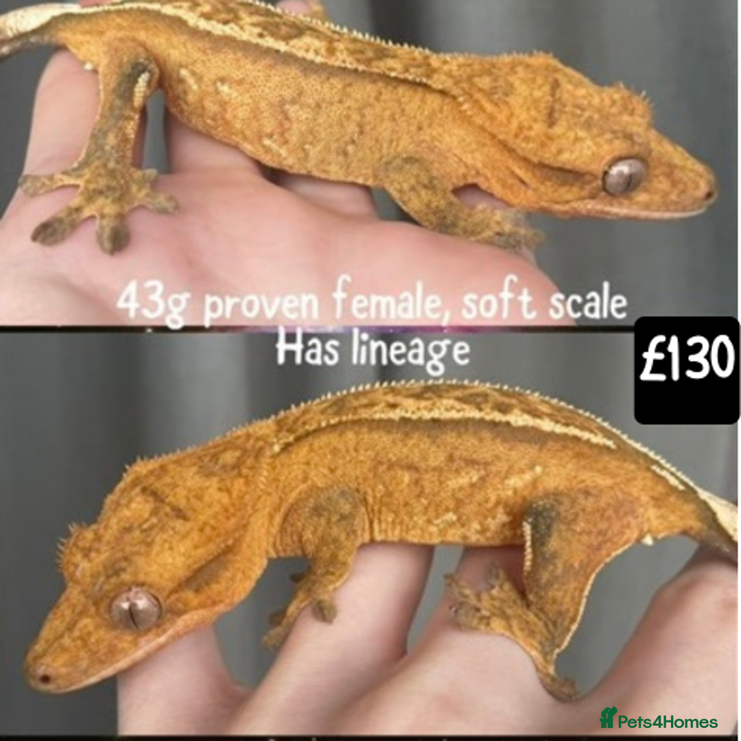Gecko reptiles for sale: Crested and Leopard geckos available - Advert 8
