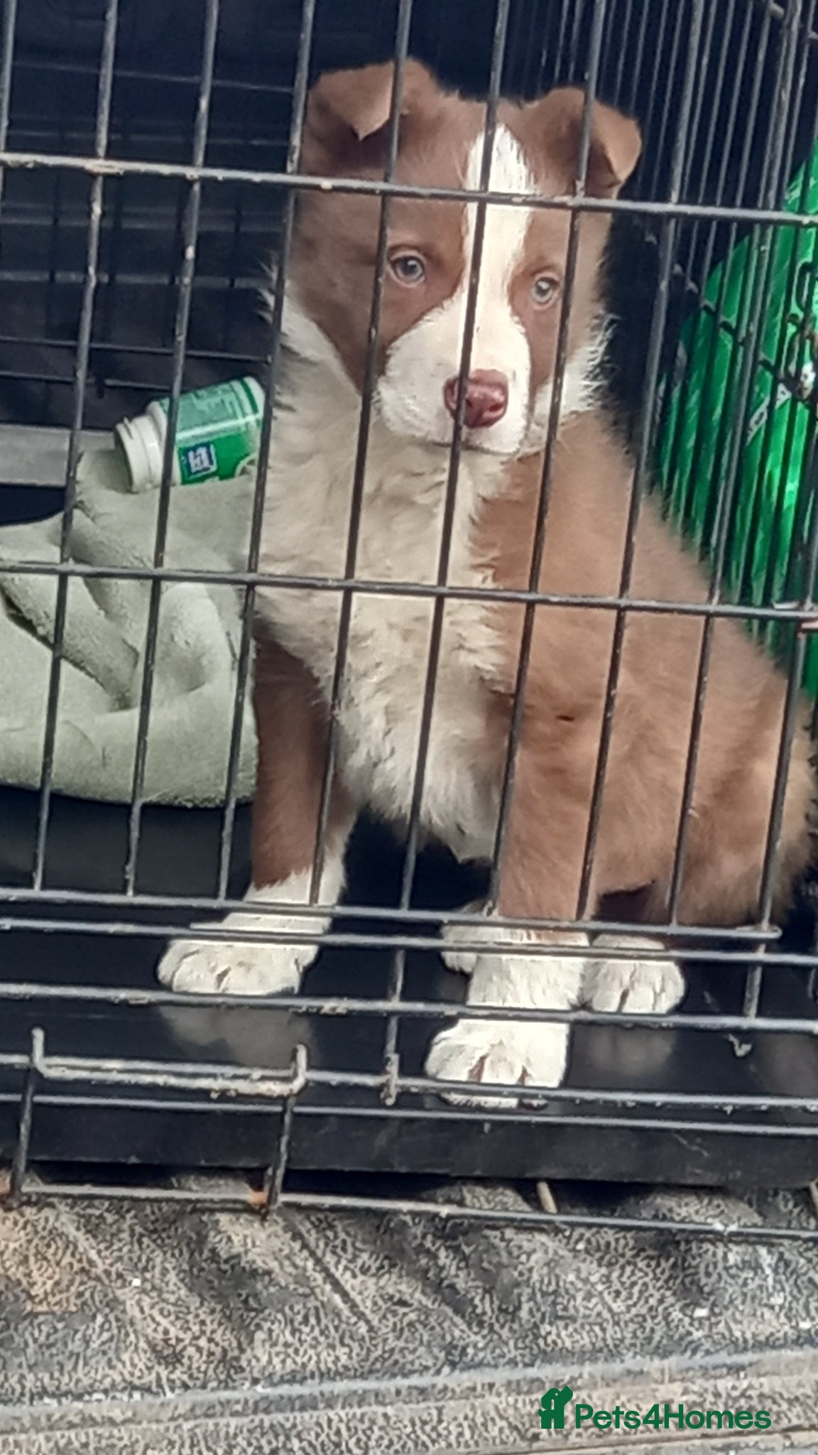 Border Collie dogs Brown & White Border Collie Pup For Sale  - Advert 2