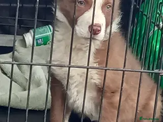 Border Collie dogs Brown & White Border Collie Pup For Sale - Advert 2