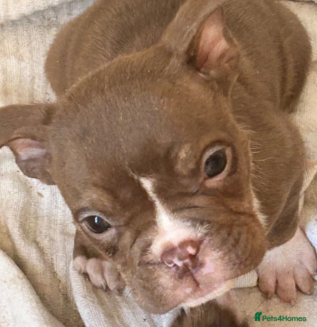 Mixed Breed dogs for sale: Old English bulldogs - Advert 8